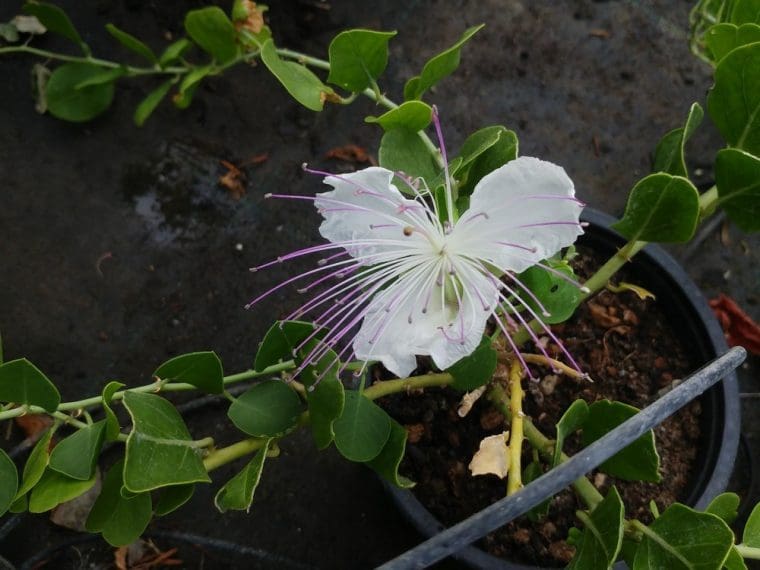 Capparis spinosa inermis, Caprier « sans » épines