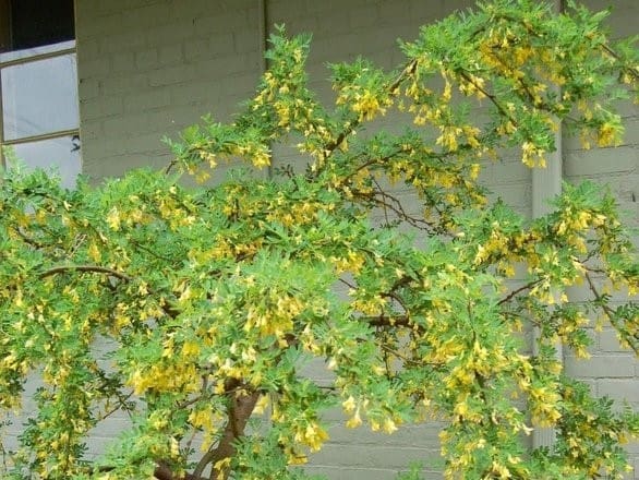 Caragana arborescens, Caraganier, Acacia jaune