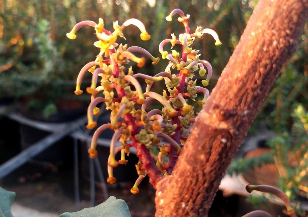 Caroubier, Ceratonia siliqua