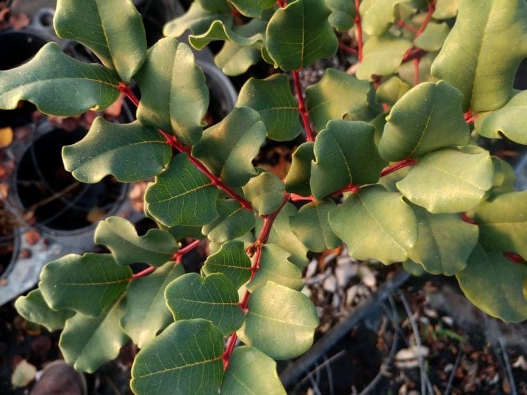 Caroubier, Ceratonia siliqua