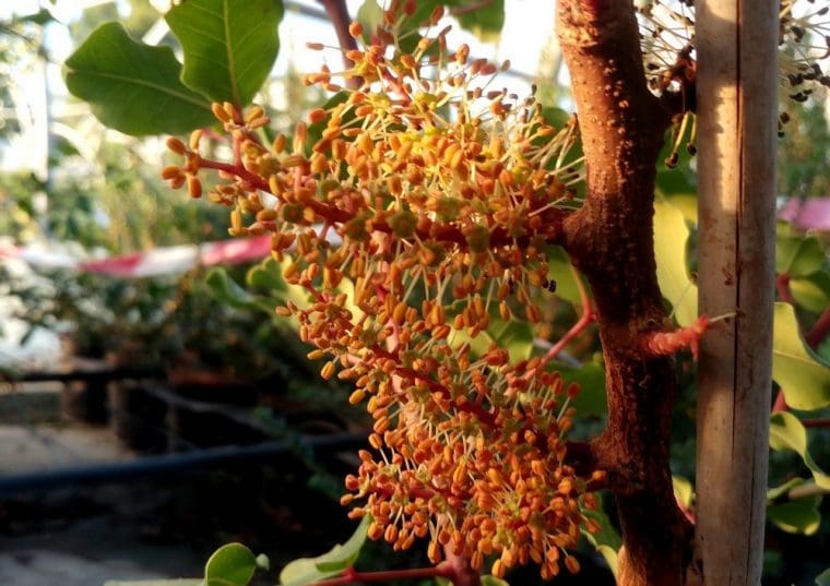 Caroubier, Ceratonia siliqua