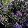 Caryopteris x clandonensis Beyond Midnight, buisson avec floraison violet foncé