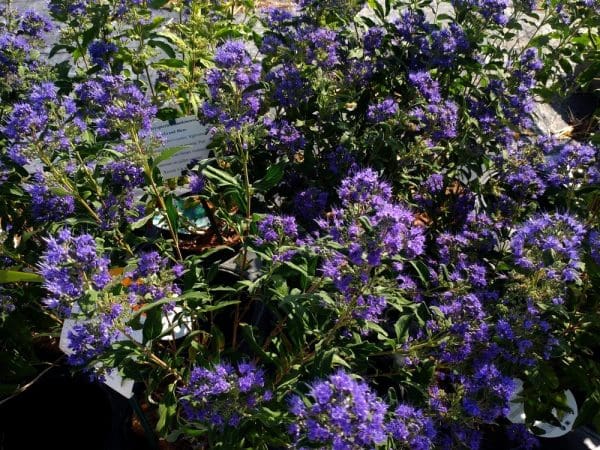 Caryopteris x clandonensis Beyond Midnight, buisson avec floraison violet foncé