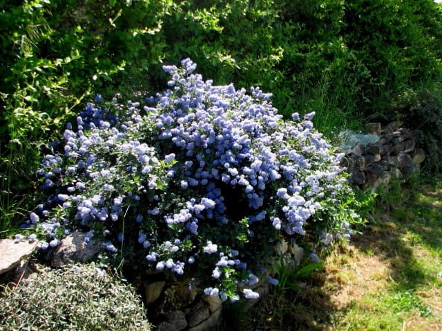 Ceanothe rampant, Ceanothus repens