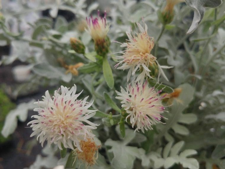 Centaurea argentea ssp Chionantha, Centaurée argentée