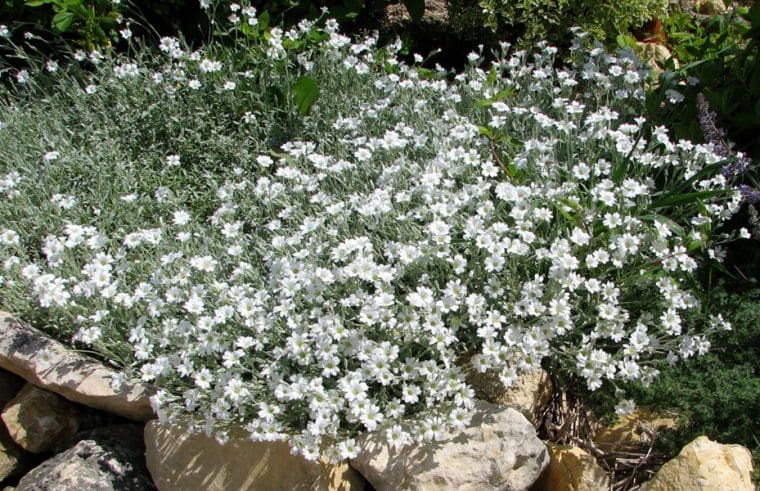 Cerastium tomentosum