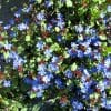 plumbago rampant