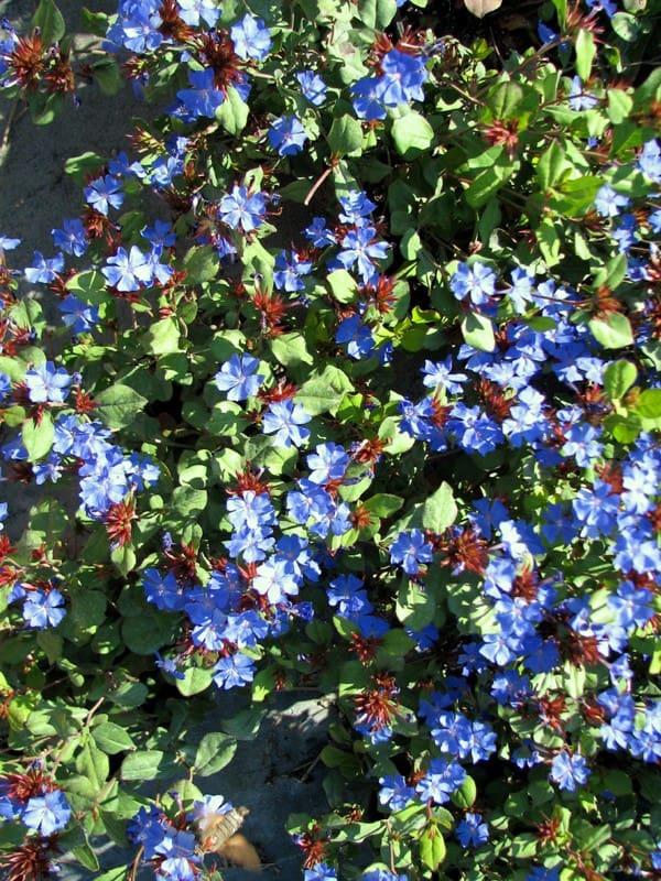 plumbago rampant