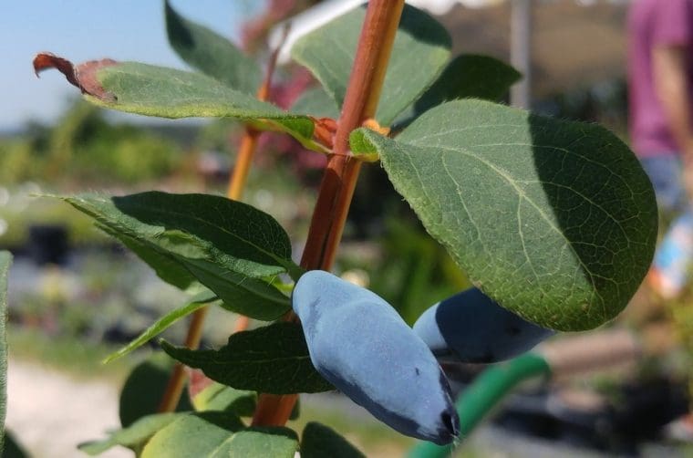 Chevrefeuille kamtschatica « Aurealis », Lonicera caerulea « Aurealis »