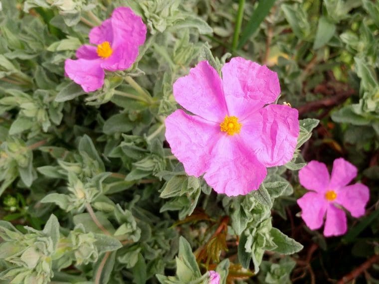 Ciste de Crête, Cistus creticus