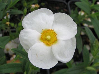 cistus corbariensis