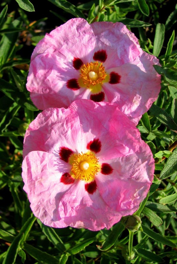 ciste purpureus