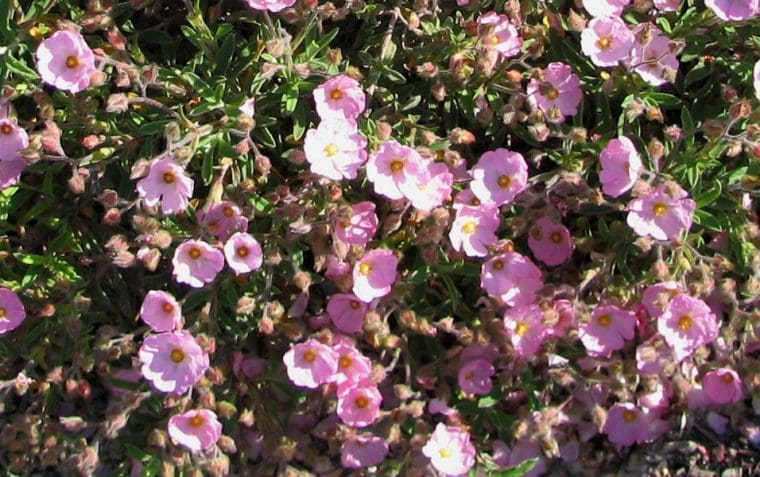 Cistus x skanbergii, Ciste skanbergii