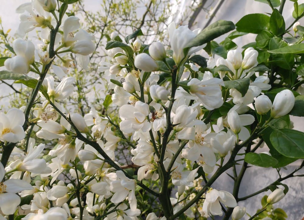 Résistance au froid