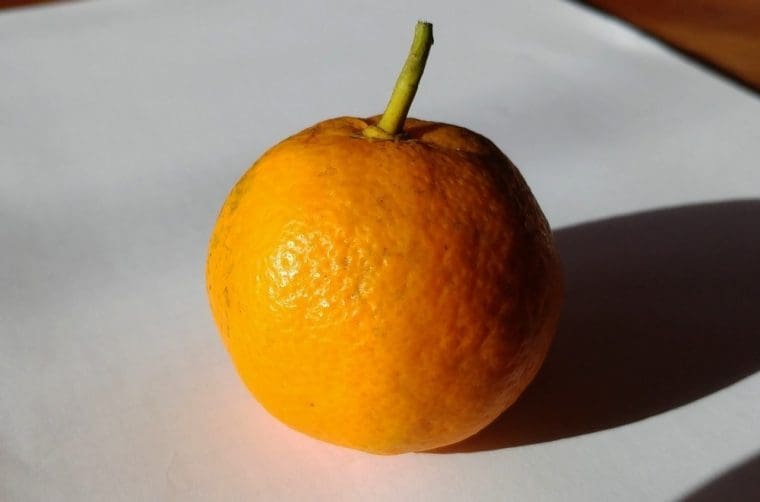 Citrus Citsuma de Prague, Agrume rustique »Citsuma de Prague »