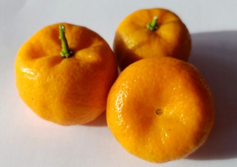 Citrus  « kinokuni