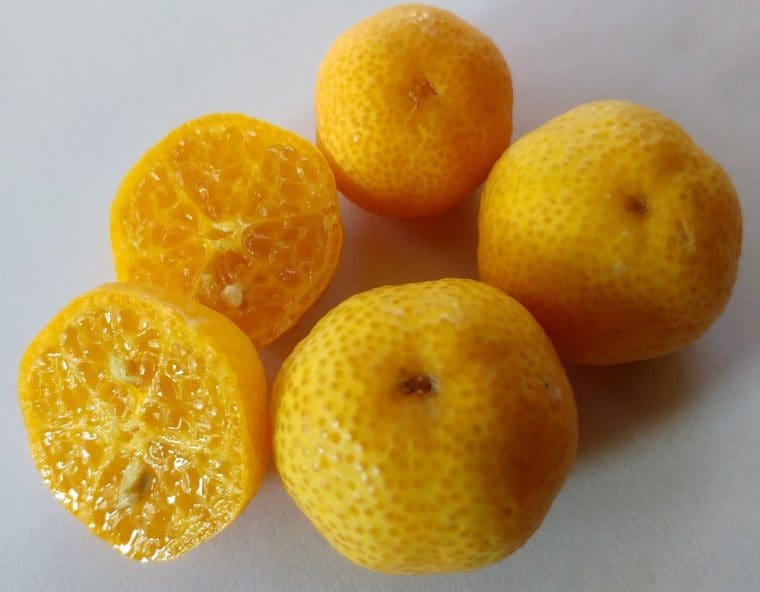 Citrus  « Eremorange 2 » sur FA5, glauca x Eremorange