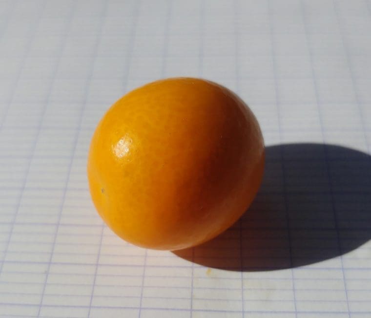 Citrus fortunella « Marumi », Kumquat à fruits ronds
