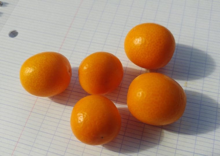 Citrus fortunella « Meiwa », Kumquat à fruits ronds Meiva