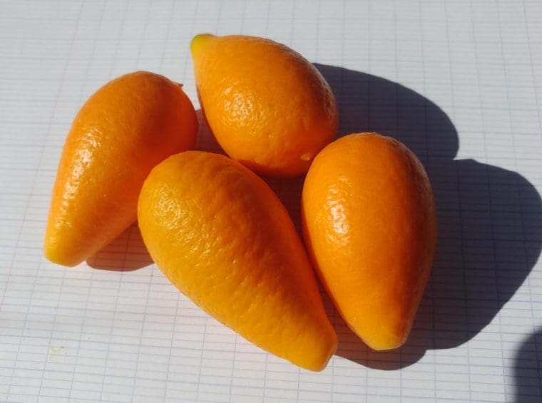 Citrus fortunella « Nagami Big », Kumquat à gros fruits /FA5