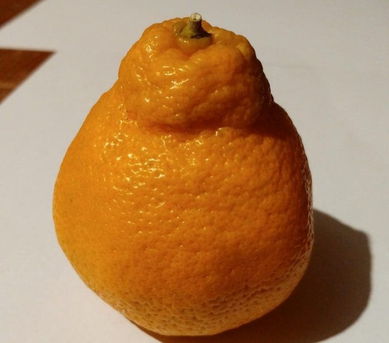 Citrus « Harumi » greffé sur FA5