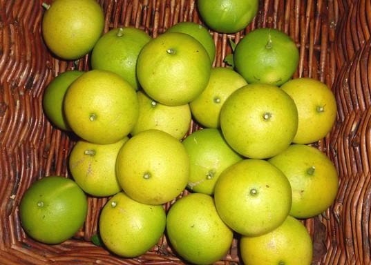 Arrosage et fertilisation pour agrumes