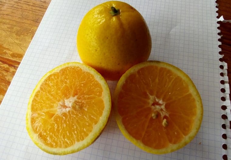 Citrus mandarine sanguine mandared - Pépinières Quissac