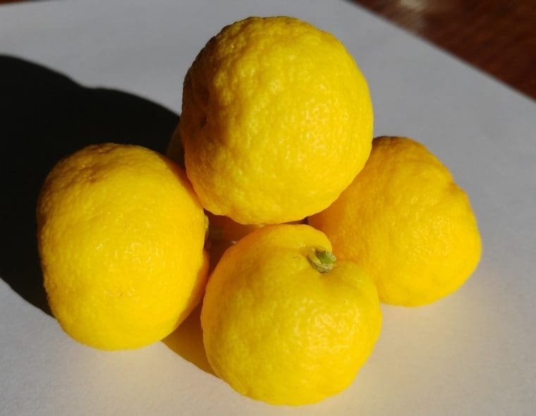 Citrus junos « Hanayuzu Citron »/PT, Citron japonais « Yuzu Fleur Citron »