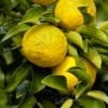 3 fruits de Yuzu sur des branches