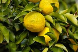 3 fruits de Yuzu sur des branches