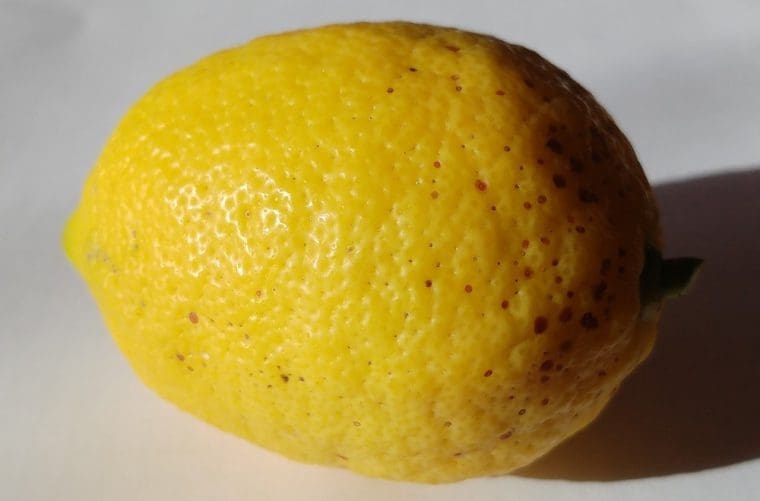 Citrus limon « Carubaru », Citron quatre saison « Carubaru »