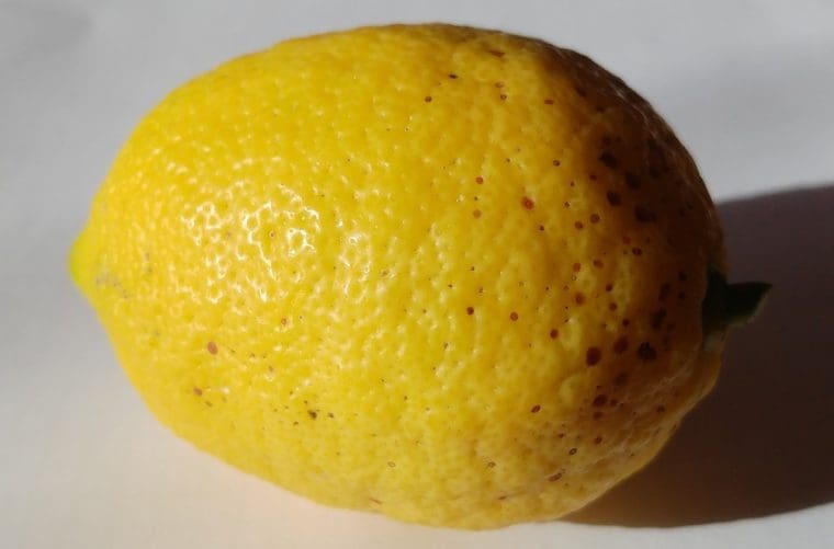 Citrus limon « Pavlovski », Citron 4 saisons d’appartement