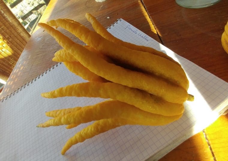 Citrus medica « Sarcodactylus »/ FA5, Cédratier « Main de Boudha »