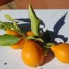 orangequat