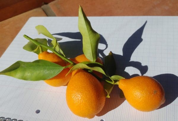 orangequat