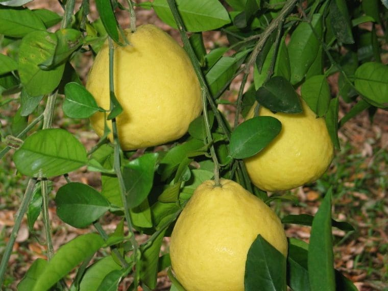 Citrus paradisi « Bloomsweet » sur PT, Citrus oboveida