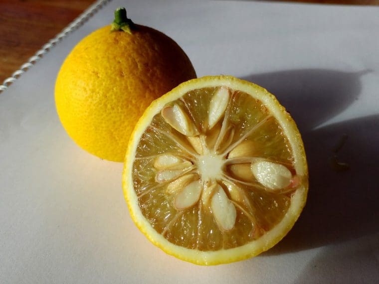 Citrus poncirus x papeda, Nr°1 Tri Voss