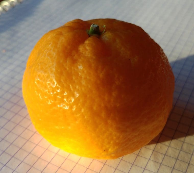 Citrus réticulata « Keraji »/PT, Mandarinier « Keraji »