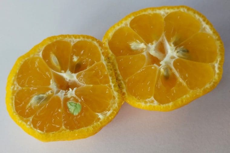 Citrus réticulata « Keraji »/PT, Mandarinier « Keraji »