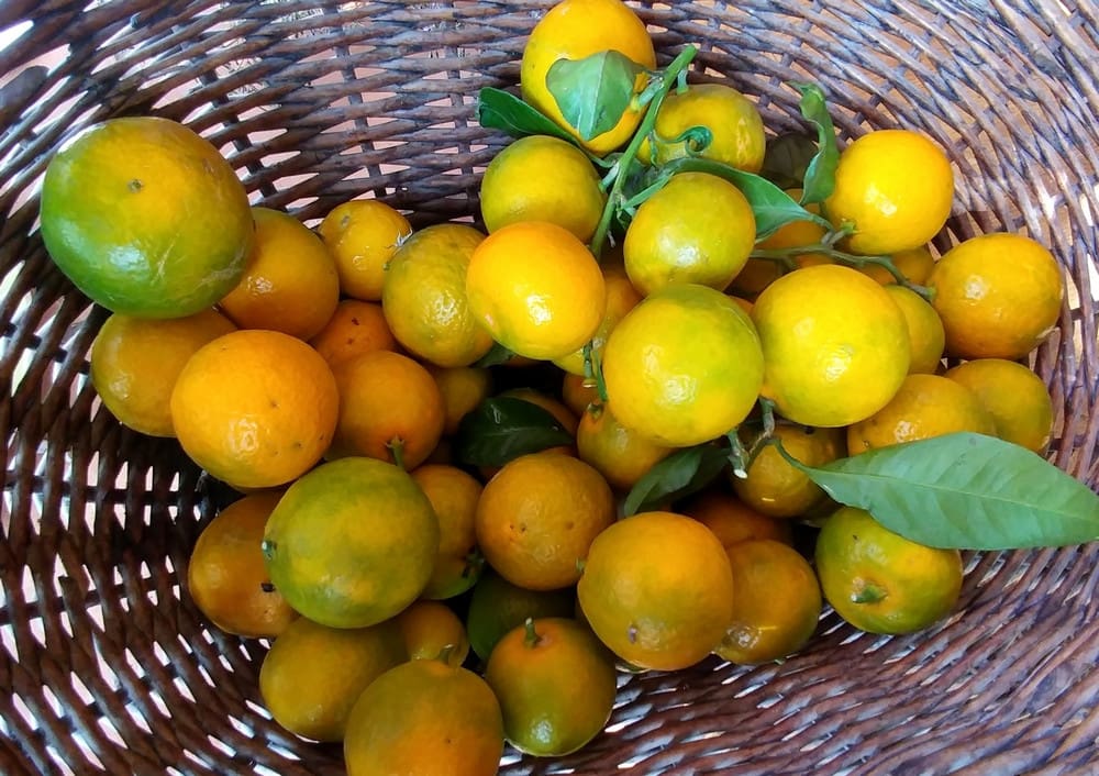 Vente de Citrus satsuma "Miyagawa", Mandarine japonaise "Miyagawa