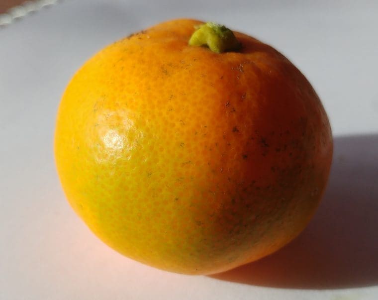 Citrus réticulata « Okitsu »/ FA5, Satsuma « Okitsu »