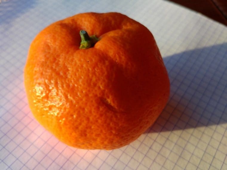 Citrus réticulata « Owari »/FA5, Satsuma « Owari »