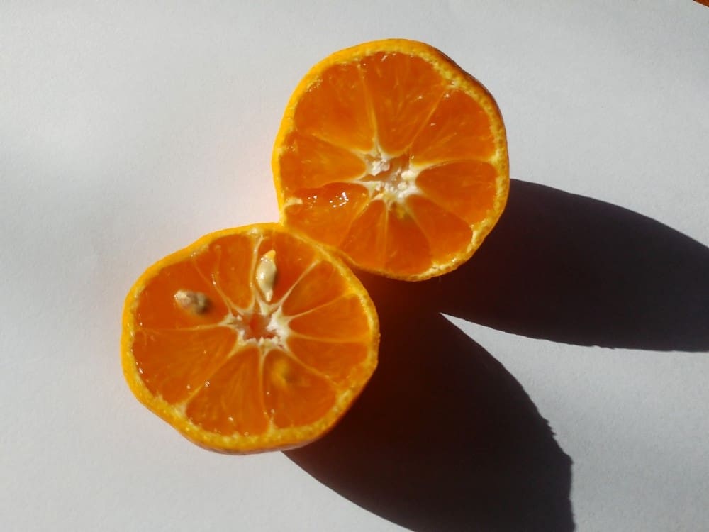 Vente de Mandarinier Citrus reticulata "Ponkan" Pépinières Quissac