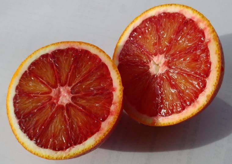 Citrus sinensis « Moro »/ PT, Orange sanguine « Moro »