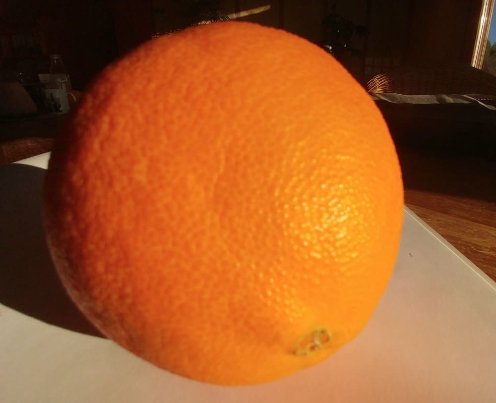 Entretien et taille des agrumes