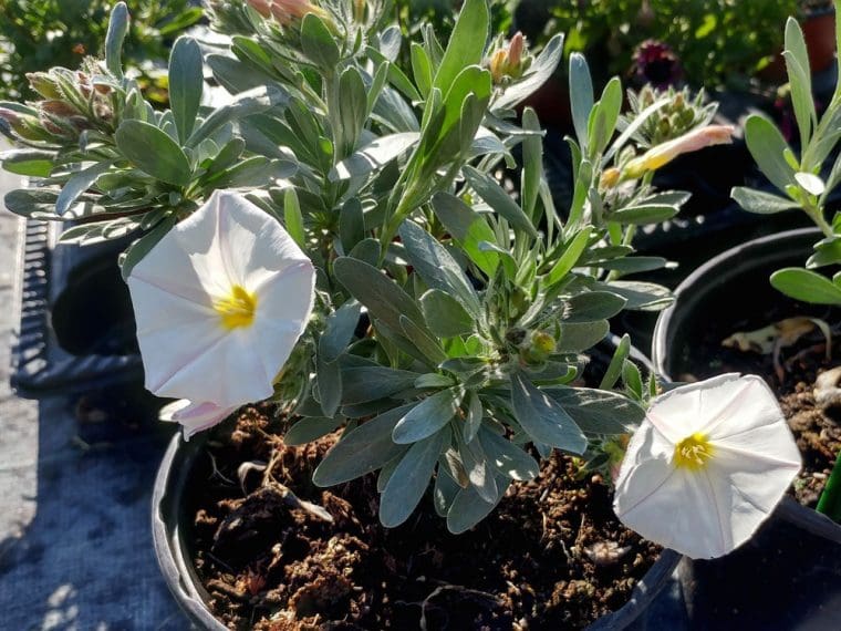 Convolvolus cneorum, Liseron soyeux de Turquie