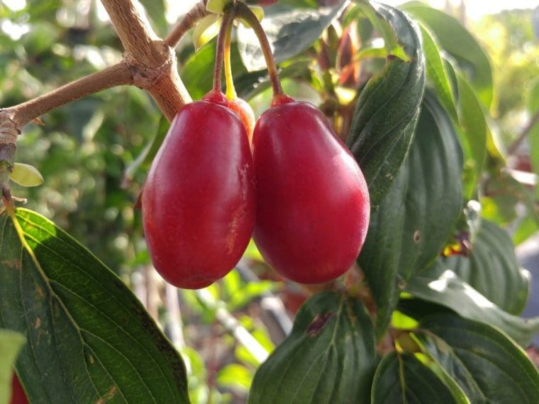 Cornus mas, Cornouiller