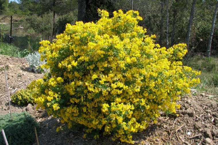 Coronilla glauca, Coronille, Trifolium
