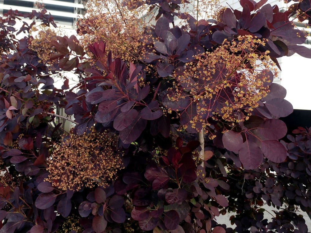cotinus pourpre
