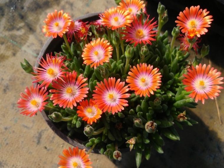 Delosperma « Saumon »